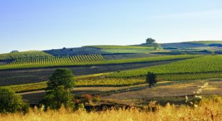 Domaines et châteaux viticoles 10